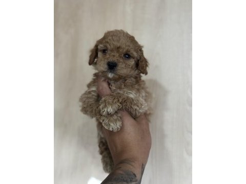 Aşılı ve tuvalet eğitimli maltipoo bebekler