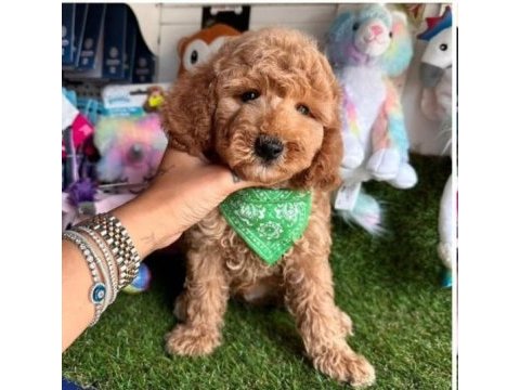 Kahve tonlu mini boy sevimli yavrular maltipoo cinsi