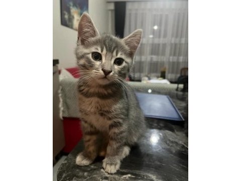 Russian blue ve sibirya orman kedisi yavruları