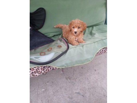 Eğitimli toy poodle