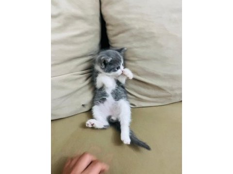 45 günlük british shorthair yavrumuz
