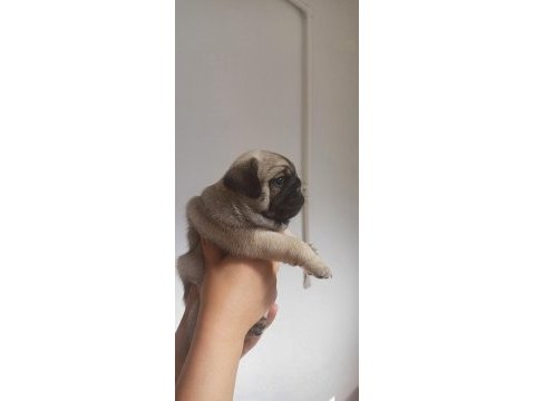 Erkek ve dişi yavru pug yavruları
