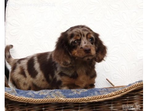 Özel dachshund yavrular