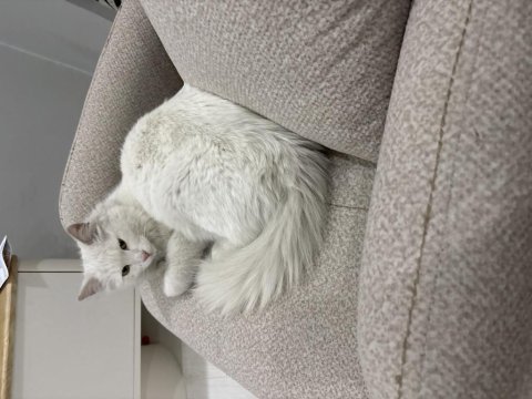 Angora kedisine acil yuva