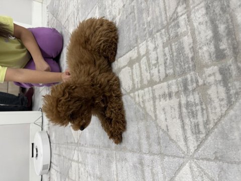 3 aylık toy poodle uygun