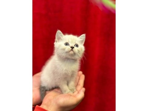 British shorthair yavrularımız