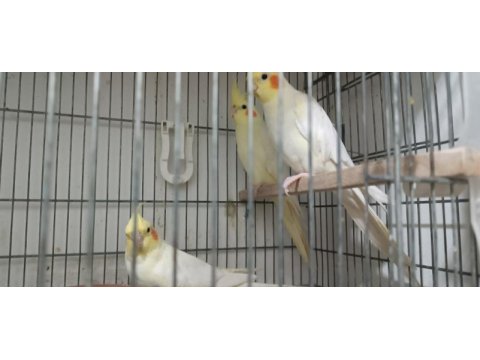 Dişi albino lutino damızlık yetişkin sultan papağanlar