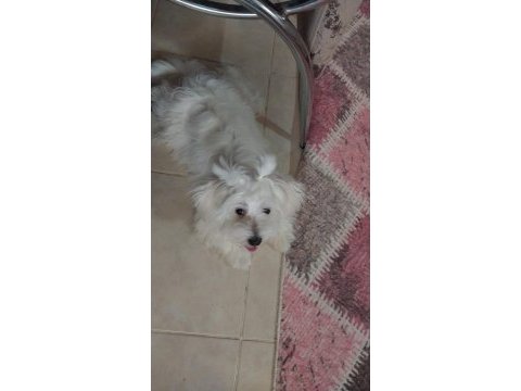 Acil maltese ciddi alıcılar yazsın