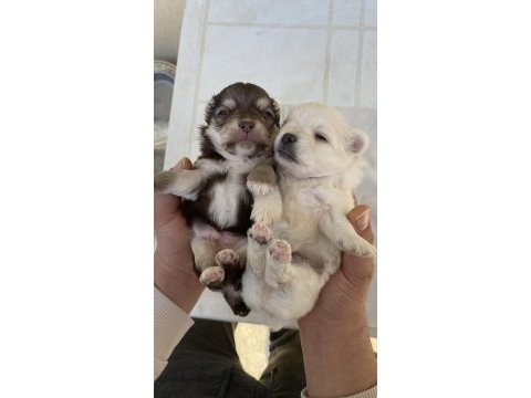 Mavi gözlü safkan elma kafa chihuahua