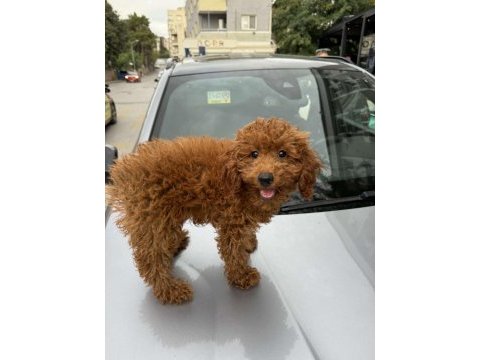 4 aylık toy poodle