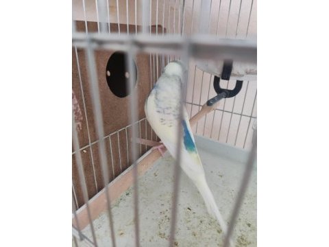 Tek erkek muhabbet kuşu