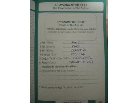 Eşimin hastalığından dolayı acil siyam kedisi