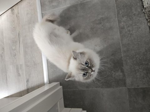 Bir yaşında çok güzel british longhair kızım