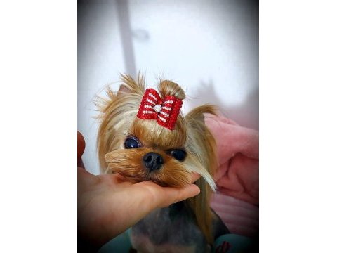 Yorkshire terrier yavrularım fci kif şecere evraklı
