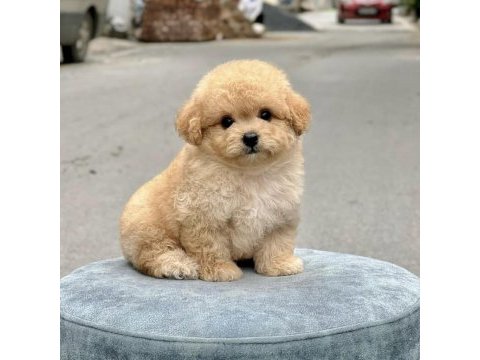 Maltipoo oğlumuz thor