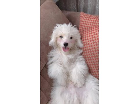 Acil sahiplendirme köpeğimiz