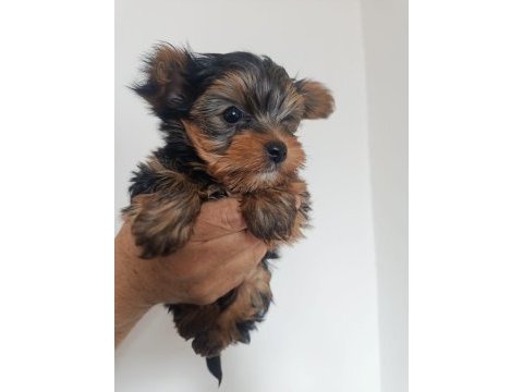 Yorkshire terrier erkek köpeğimiz