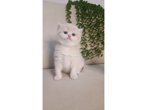 Safkan british çikolata golden