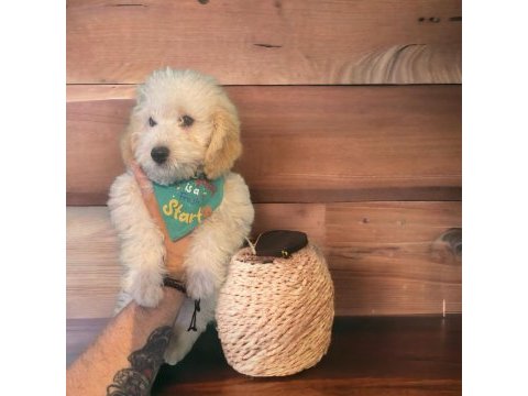Safkan toy poodle yavruları