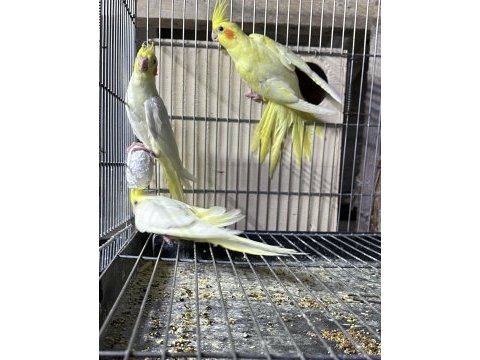 Lutino sultan papağanlar