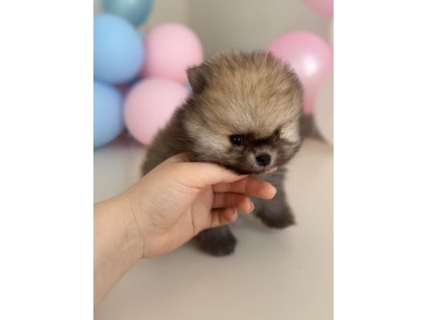 Show kalite pomeranian boo