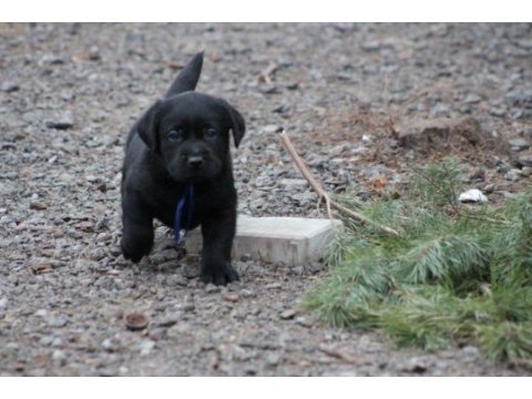 Safkan ırk garantili labrador retriever yavrular