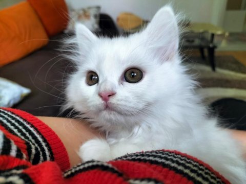 Yetişen alır hemen teslim british shorthair