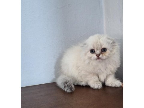 Show kaliteli scottish fold yavrular