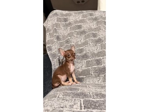 Kg garantili teacup chihuahua bebekler