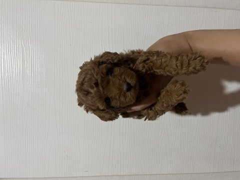 Kore kan toy poodle erkekler