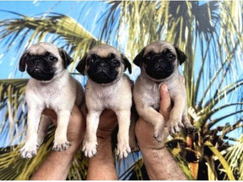 Yavru pug dişi erkek mevcut