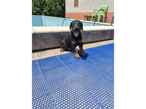 King doberman yavrular