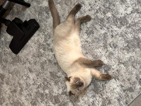 Ücretsiz scottish blue point kedi sahiplendirme