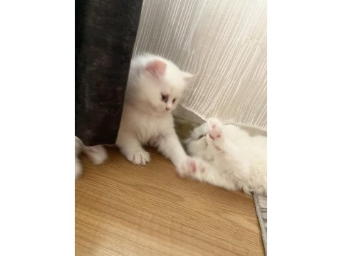 Şaka gibi ama gerçek british longhair tatlişler