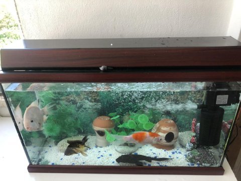 Bakamadığım balıklar ve akvaryum