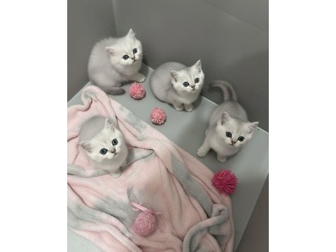 A kalite british shorthair bebekler