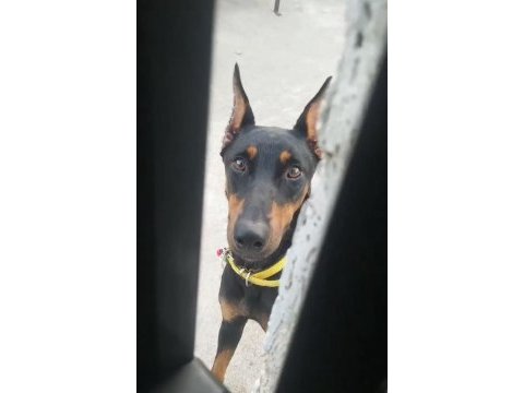 Kesik doberman eğitimli