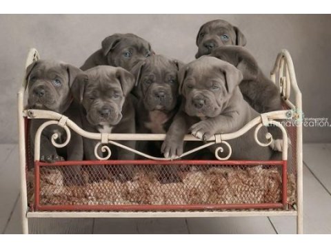 A kalite cane corso yavruları