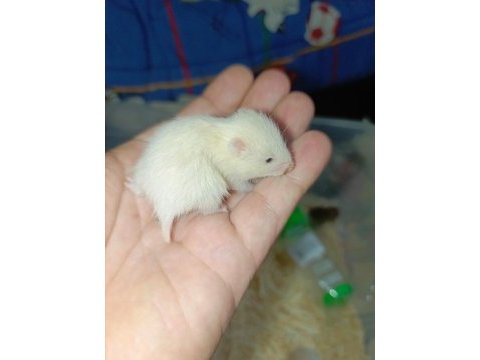 Özel tür hamster (evcil)
