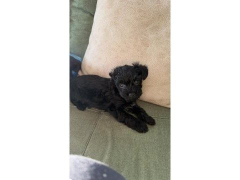Kara bebek 3 aylık maltipoo