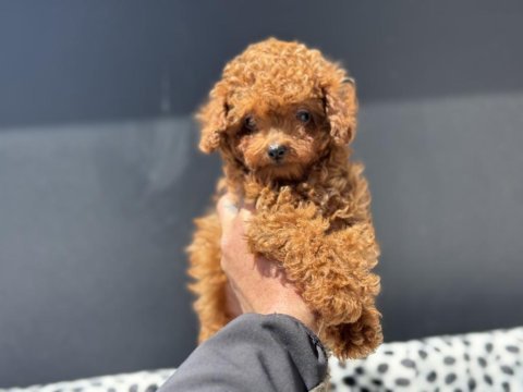 Ankarada kore toy poodle yavrular petmode den