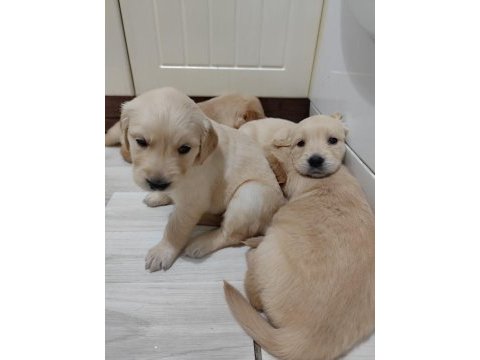 Golden retriever köpeği