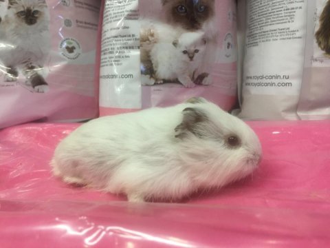 Mükemmel güzellikte guinea pig yavrularımız
