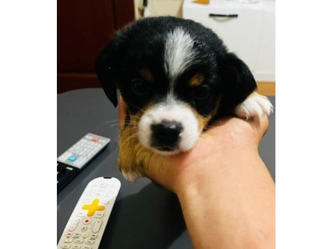 6 aylık ırkının tüm özelliklerini taşıyan pinscher