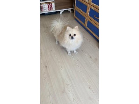 Pomeranian oğlumuz latte