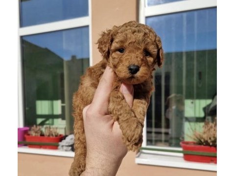 Sevimli toy poodle yavrularım 