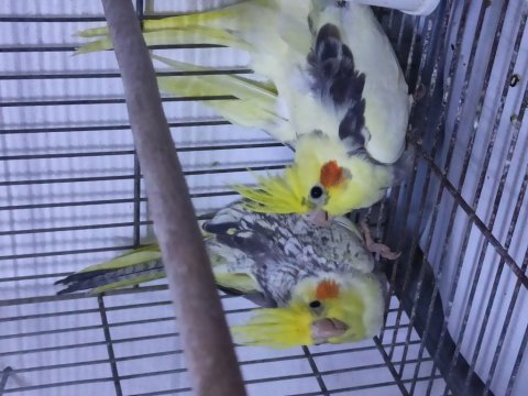 Yavrular el besleme ısırma tıslama yok sultan papağanlar