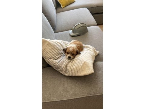 2 aylık dişi yavru köpeğimiz mosi
