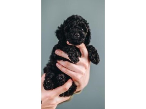 Solid black maltipoo yavrular
