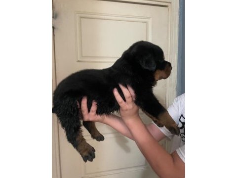 Son 2 erkek yavru rottweiler ırtıbata gecebılırsınız